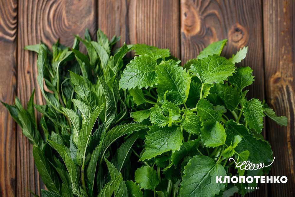 Як використовувати пряні трави