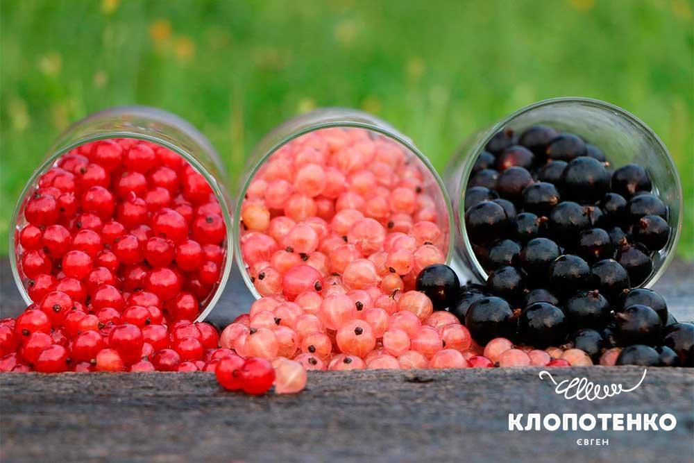 смородина користь