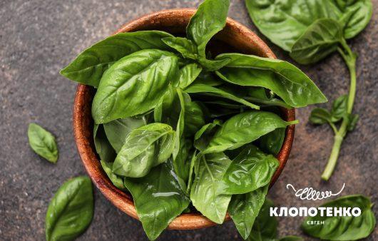 Король пряных трав: виды базилика, как его употреблять и хранить