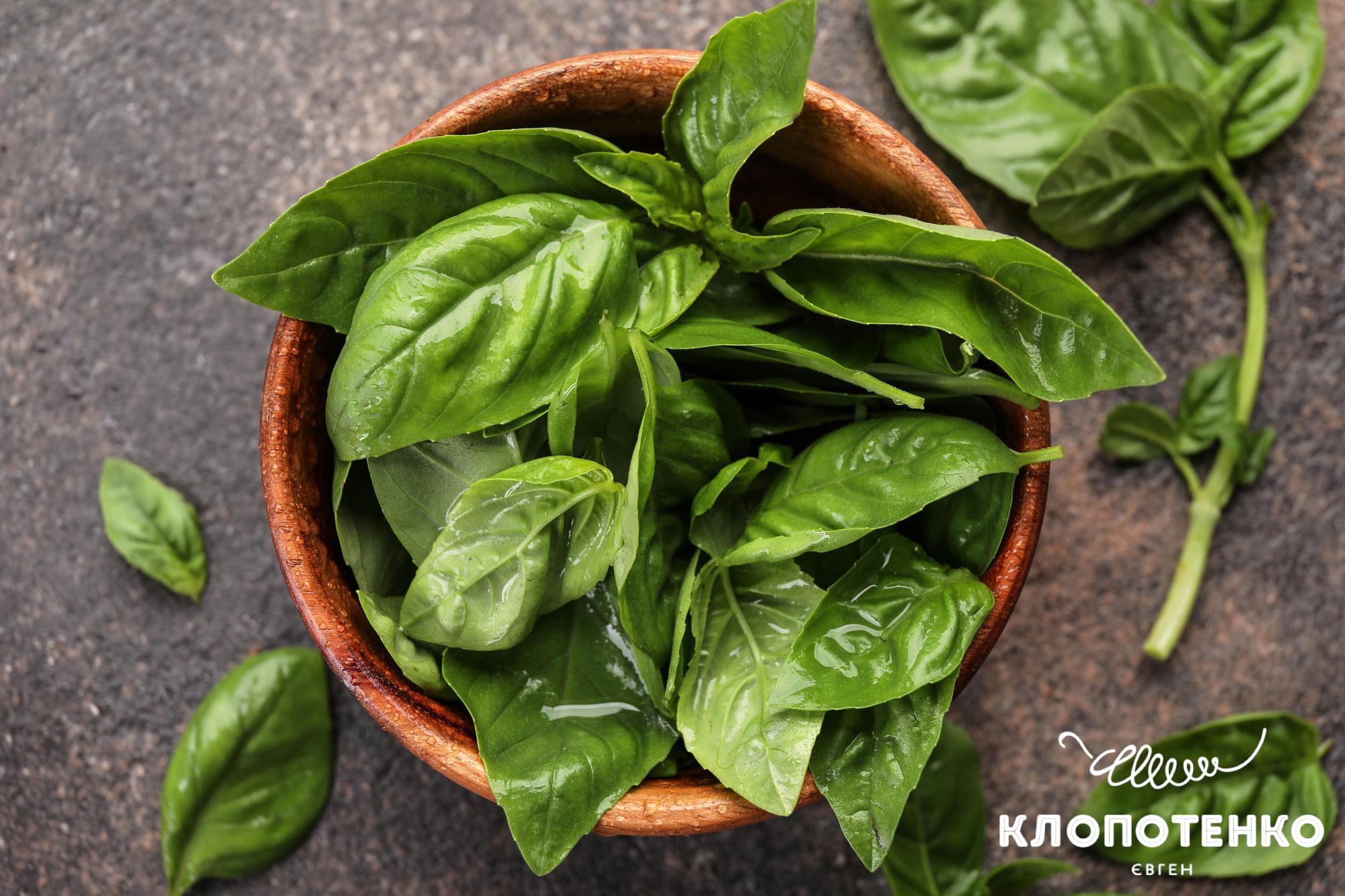 польза базилика