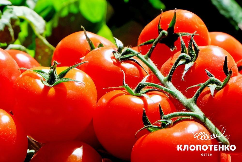 Как замораживтаь томаты