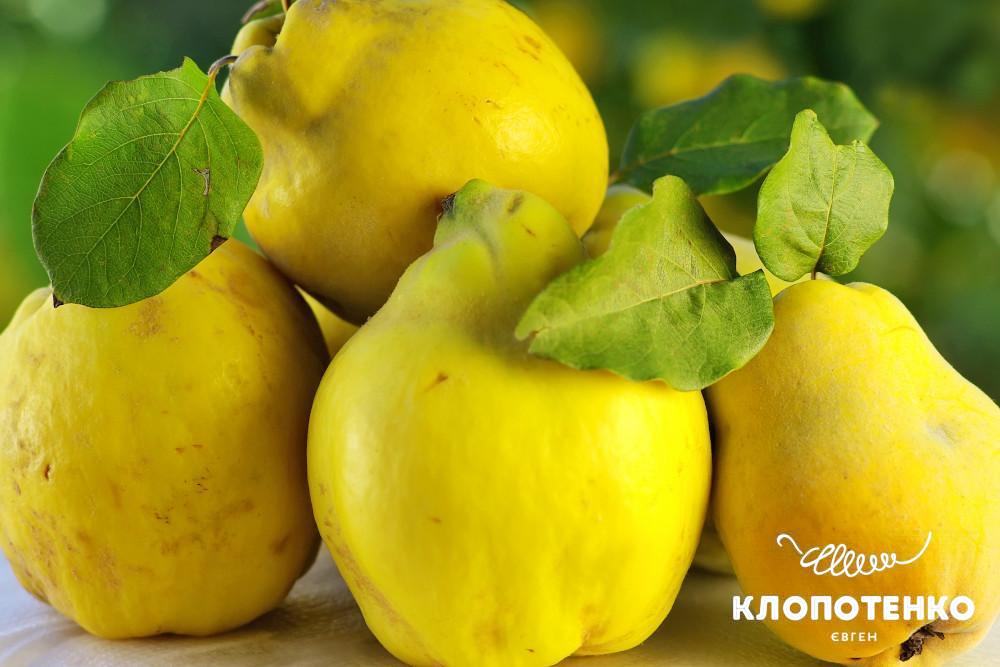 користь айви