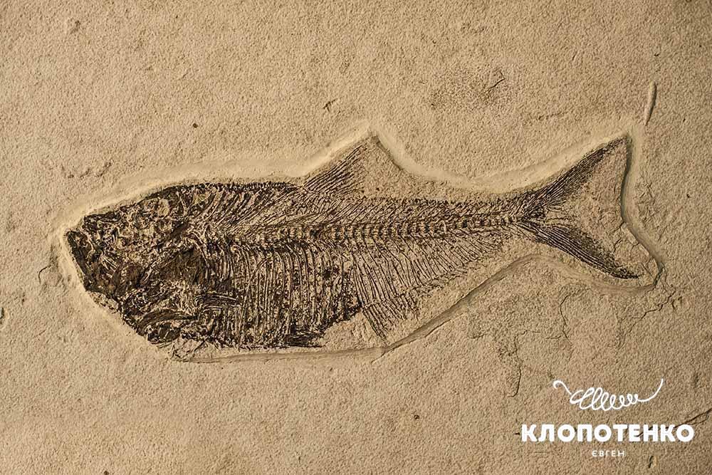 Що їли люди доби палеоліту