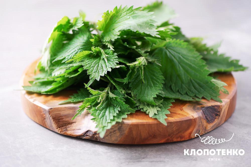 Чим корисна молода кропива