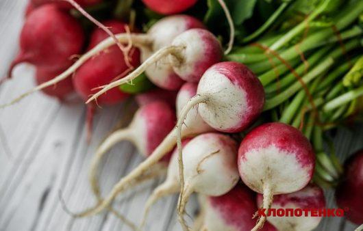 Від коренів до листя. У чому користь редиски та як включити її в раціон