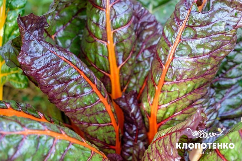 Мангольд популярний у середземноморській кухні