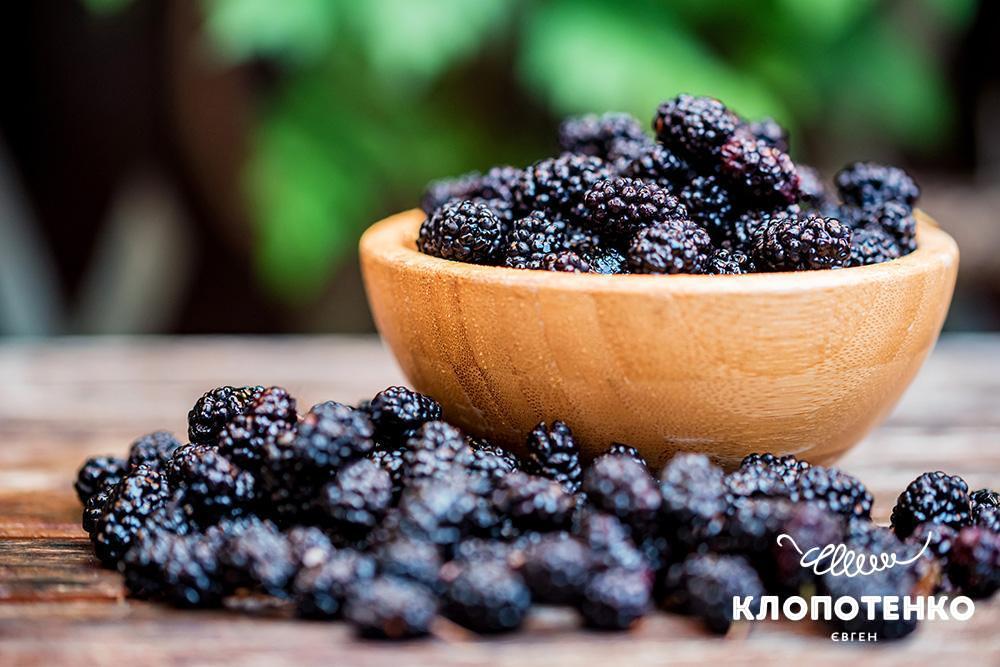 Шовковиця користь і шкода