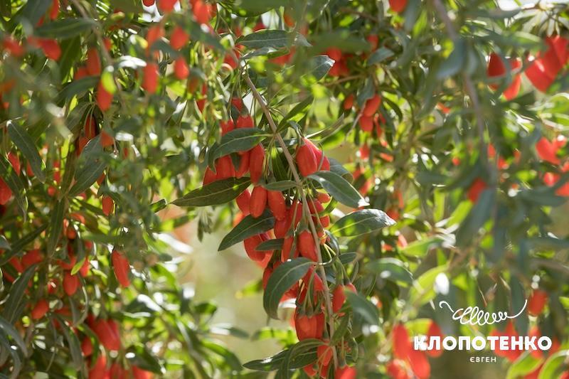 Чим корисні ягоди годжі