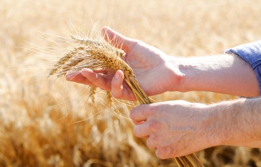 Пшениця без глютену — міф чи реальність? Чого вдалось досягти каліфорнійським дослідникам