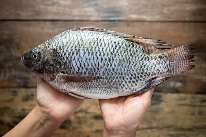 Який з популярних видів білої риби є кориснішим: тілапія чи минтай?