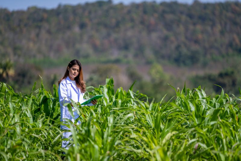Генномодифіковані продукти є стійкішими до шкідників та посух