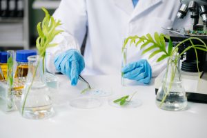 ГМО продукти: користь чи шкода?