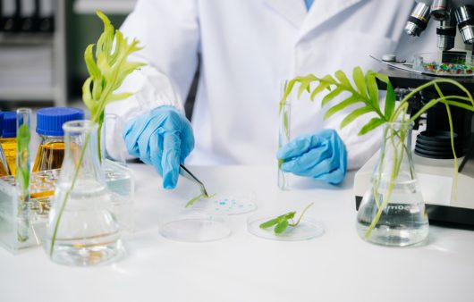 Все ще боїтеся ГМО продуктів? Пояснюємо, чи шкідливі ГМО продукти насправді