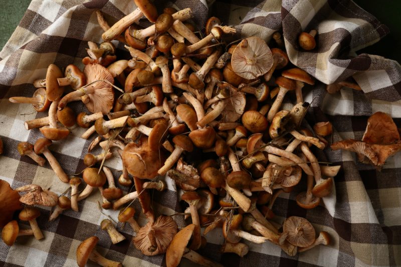 Як чистити опеньки 