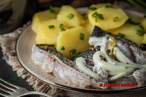 оселедець з товстолоба