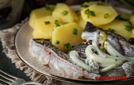 оселедець з товстолоба