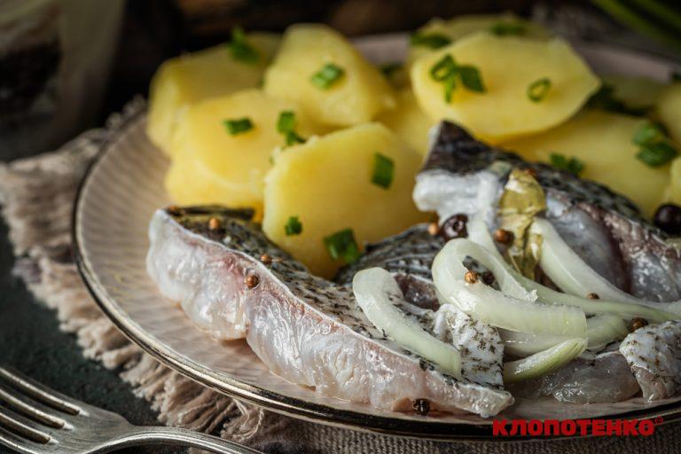 оселедець з товстолоба