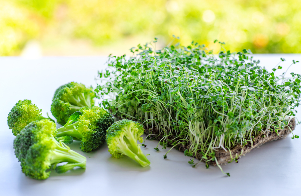 свіжа броколі та її мікрогрін