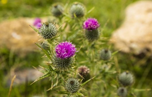 На вигляд, як бур’ян: чим корисна розторопша і яким міфам не варто довіряти